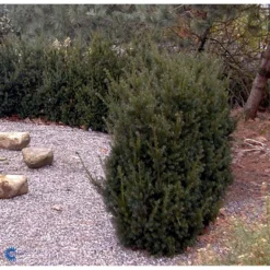 Taks 'Hillii' Taxus Media 'Hillii' Med Klump,- 100-120 Cm. 9 Taks 'Hillii' Taxus Media 'Hillii' Med Klump,- 100-120 Cm. -GrønGlæde Salgsbutik fi1884 taxus media hillii 9eec
