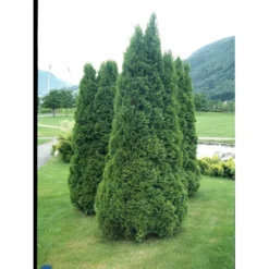 Hækthuja 'Holmstrup' Thuja Occidentalis 'Holmstrup' Med Klump,- 60-80 Cm. 14 Hækthuja 'Holmstrup' Thuja Occidentalis 'Holmstrup' Med Klump,- 60-80 Cm. -GrønGlæde Salgsbutik fi1916 thuja occidentalis holmstrup 28bc
