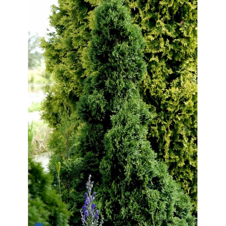 Hækthuja 'Holmstrup' Thuja Occidentalis 'Holmstrup' Med Klump,- 60-80 Cm. 8 Hækthuja 'Holmstrup' Thuja Occidentalis 'Holmstrup' Med Klump,- 60-80 Cm. - Billede 8