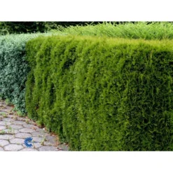 Hækthuja 'Smaragd' Thuja Occidentalis 'Smaragd' Potte 5,0 Liter,- 80-100 Cm. 14 Hækthuja 'Smaragd' Thuja Occidentalis 'Smaragd' Potte 5,0 Liter,- 80-100 Cm. -GrønGlæde Salgsbutik fi1932 thuja occidentalis smaragd 2540 2