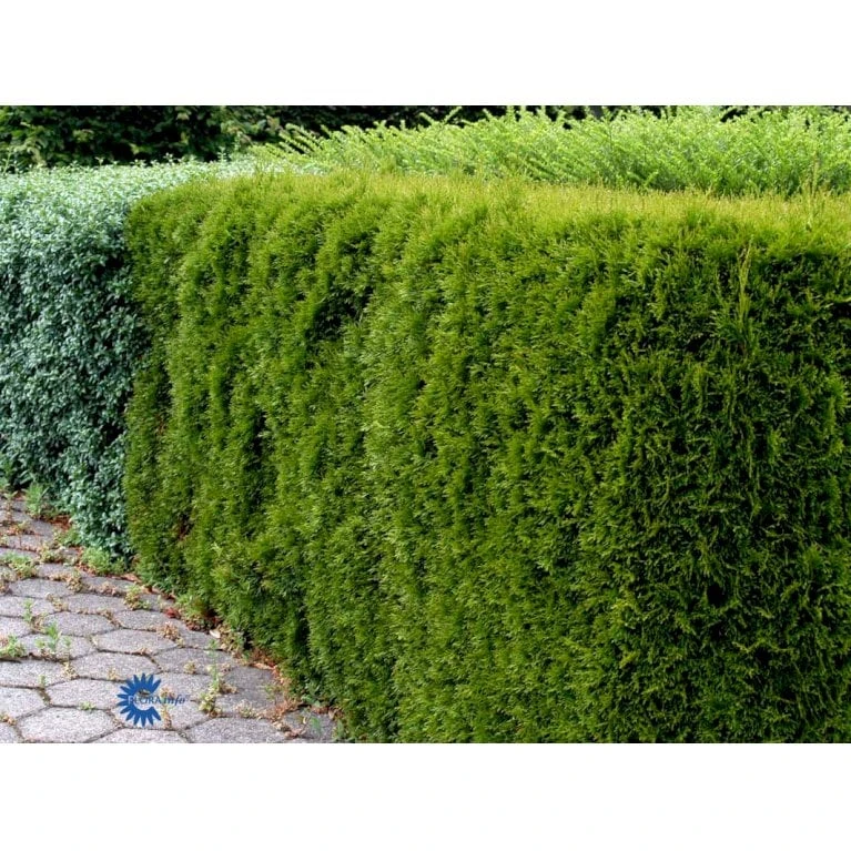 Hækthuja 'Smaragd' Thuja Occidentalis 'Smaragd' Potte 5,0 Liter,- 80-100 Cm. 7 Hækthuja 'Smaragd' Thuja Occidentalis 'Smaragd' Potte 5,0 Liter,- 80-100 Cm. - Billede 7