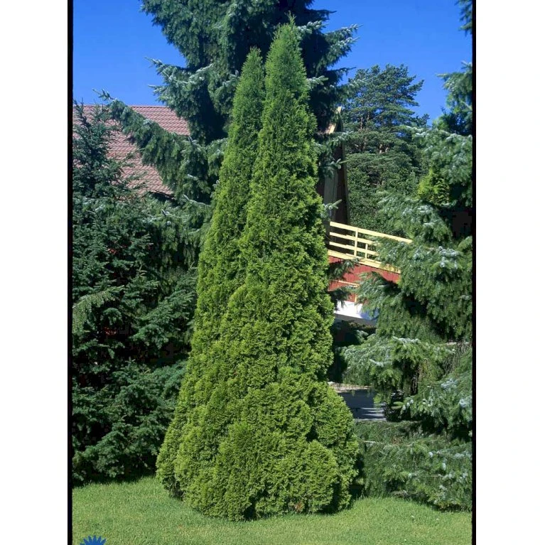 Hækthuja 'Smaragd' Thuja Occidentalis 'Smaragd' Med Klump,- 150-175 Cm. 6 Hækthuja 'Smaragd' Thuja Occidentalis 'Smaragd' Med Klump,- 150-175 Cm. - Billede 6