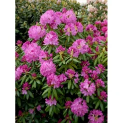 (cat.) 'English Roseum' Rhododendron Catawbiense 'English Roseum' Med Klump 50-60 Cm. Høj. Min. 50 Cm. Bred -GrønGlæde Salgsbutik fi2464 rhododendron english roseum 9aca