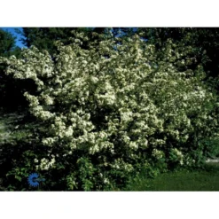 Sargentsæble Malus Sargentii Barrods, - 3 års (1/2) 50-80 Cm. Hækkvalitet -GrønGlæde Salgsbutik fi273 malus toringo var sargentii 4b66