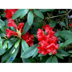 'Vulcan' Rhododendron Hybrid 'Vulcan' Med Klump 50-60 Cm. Høj. Min. 50 Cm. Bred -GrønGlæde Salgsbutik fi3572 rhododendron vulcan f6e1