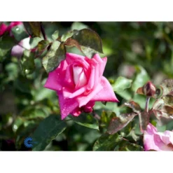 'Acapella'® Rosa X 'Acapella'® (Storblomstrende) A-Kvalitet,- Barrods Roser Min. 3 Grene -GrønGlæde Salgsbutik fi3841 rosa acapella 5f00