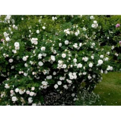 'Maxima' (syn. White Rose Of York) Rosa Alba 'Maxima' (Albarose) A-Kvalitet,- Barrods Roser Min. 3 Grene -GrønGlæde Salgsbutik fi3855 rosa alba maxima 21d2