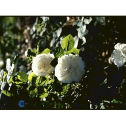 'Maxima' (syn. White Rose Of York) Rosa Alba 'Maxima' (Albarose) A-Kvalitet,- Barrods Roser Min. 3 Grene -GrønGlæde Salgsbutik fi3855 rosa alba maxima 3d68