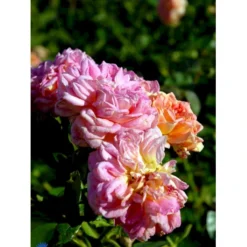 'Alchymist' Rosa X 'Alchymist' (Slyngrose) A-Kvalitet,- Barrods Roser Min. 3 Grene -GrønGlæde Salgsbutik fi3862 rosa alchymist 0ae0