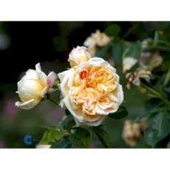 'Alchymist' Rosa X 'Alchymist' (Slyngrose) A-Kvalitet,- Barrods Roser Min. 3 Grene -GrønGlæde Salgsbutik fi3862 rosa alchymist 7dfe