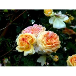 'Alchymist' Rosa X 'Alchymist' (Slyngrose) A-Kvalitet,- Barrods Roser Min. 3 Grene -GrønGlæde Salgsbutik fi3862 rosa alchymist f742