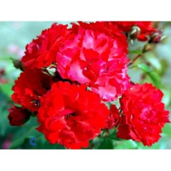 'Allotria'® Rosa X 'Allotria'® (Buketrose) A-Kvalitet,- Barrods Roser Min. 3 Grene -GrønGlæde Salgsbutik fi3872 rosa allotria 0bf2