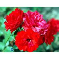 'Allotria'® Rosa X 'Allotria'® (Buketrose) A-Kvalitet,- Barrods Roser Min. 3 Grene -GrønGlæde Salgsbutik fi3872 rosa allotria bedd