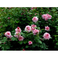 'Aloha' Rosa X 'Aloha' (Slyngrose) A-Kvalitet,- Barrods Roser Min. 3 Grene -GrønGlæde Salgsbutik fi3874 rosa aloha 6eee