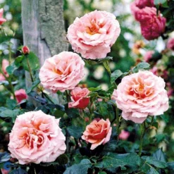 'Aloha' Rosa X 'Aloha' (Slyngrose) A-Kvalitet,- Barrods Roser Min. 3 Grene -GrønGlæde Salgsbutik fi3874 rosa aloha bab4