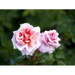'Aloha' Rosa X 'Aloha' (Slyngrose) A-Kvalitet,- Barrods Roser Min. 3 Grene -GrønGlæde Salgsbutik fi3874 rosa aloha c0c5