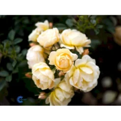 'Amber Cover'® Rosa X 'Amber Cover'® (Bunddækkerose) A-Kvalitet,- Barrods Roser Min. 3 Grene -GrønGlæde Salgsbutik fi3878 rosa amber cover poulbambe n 1456