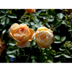 'Amber Cover'® Rosa X 'Amber Cover'® (Bunddækkerose) A-Kvalitet,- Barrods Roser Min. 3 Grene -GrønGlæde Salgsbutik fi3878 rosa amber cover poulbambe n 2620