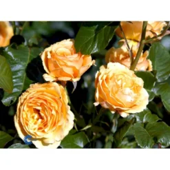 'Amber Queen' Rosa X 'Amber Queen' (Buketrose) A-Kvalitet,- Barrods Roser Min. 3 Grene -GrønGlæde Salgsbutik fi3880 rosa amber queen 2452
