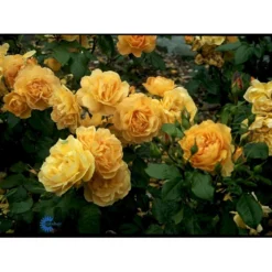 'Amber Queen' Rosa X 'Amber Queen' (Buketrose) A-Kvalitet,- Barrods Roser Min. 3 Grene -GrønGlæde Salgsbutik fi3880 rosa amber queen 4554