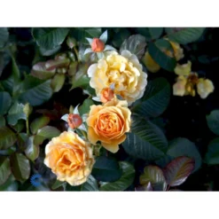 'Amber Queen' Rosa X 'Amber Queen' (Buketrose) A-Kvalitet,- Barrods Roser Min. 3 Grene -GrønGlæde Salgsbutik fi3880 rosa amber queen 8c07