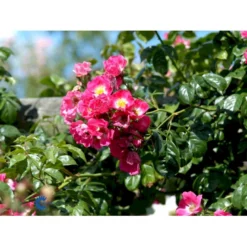 'American Pillar' Rosa X 'American Pillar' (Slyngrose) A-Kvalitet,- Barrods Roser Min. 3 Grene -GrønGlæde Salgsbutik fi3884 rosa american pillar 0b4b