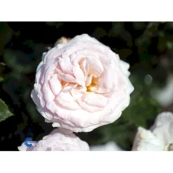 'Amie™ Renaissance'® Rosa X 'Amie™ Renaissance'® (Renaissancerose) A-Kvalitet,- Barrods Roser Min. 3 Grene -GrønGlæde Salgsbutik fi3886 rosa amie tm renaissance 6e85