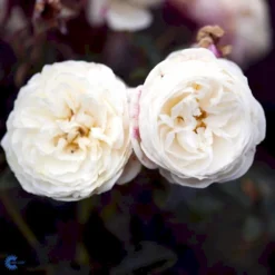 'Artemis'® Rosa X 'Artemis'® (Storblomstrende) A-Kvalitet,- Barrods Roser Min. 3 Grene -GrønGlæde Salgsbutik fi3902 rosa artemis r tansimetra ac48