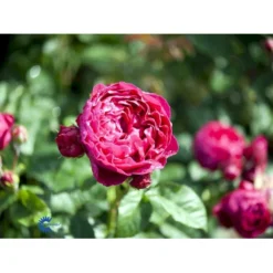 'Ascot'® Rosa X 'Ascot'® (storblomstrende) A-Kvalitet,- Barrods Roser Min. 3 Grene -GrønGlæde Salgsbutik fi3904 rosa ascot baf7