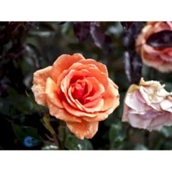'Ashram'® Rosa X 'Ashram'® (Storblomstrende) A-Kvalitet,- Barrods Roser Min. 3 Grene 11 'Ashram'® Rosa X 'Ashram'® (Storblomstrende) A-Kvalitet,- Barrods Roser Min. 3 Grene -GrønGlæde Salgsbutik fi3905 rosa ashram r tanmarsa 5a96