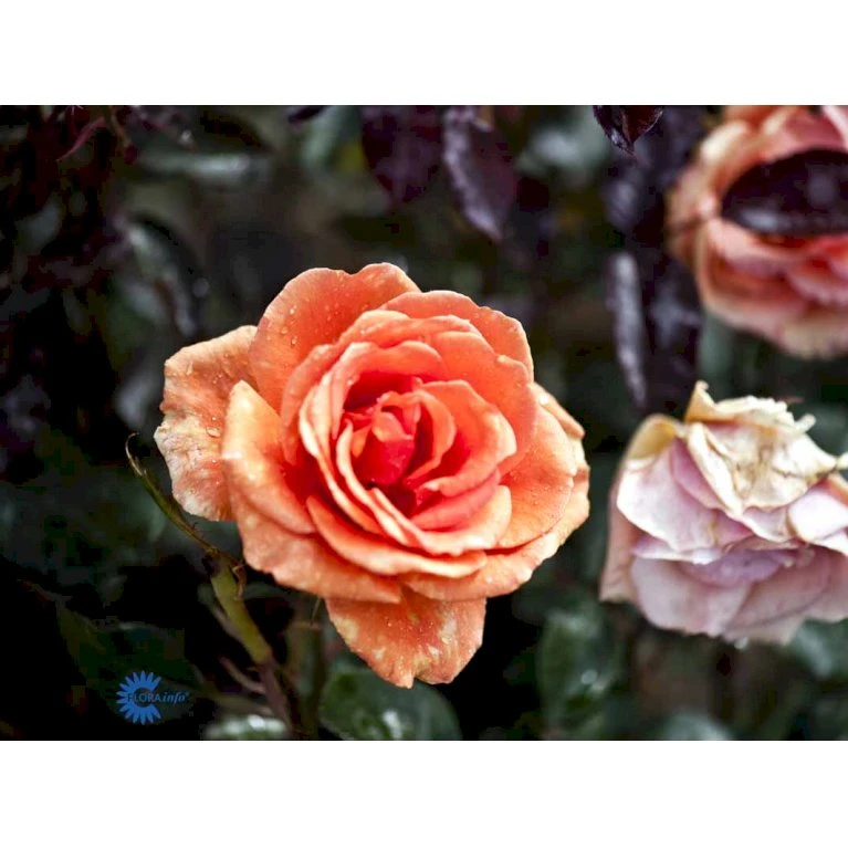 'Ashram'® Rosa X 'Ashram'® (Storblomstrende) A-Kvalitet,- Barrods Roser Min. 3 Grene 6 'Ashram'® Rosa X 'Ashram'® (Storblomstrende) A-Kvalitet,- Barrods Roser Min. 3 Grene - Billede 6