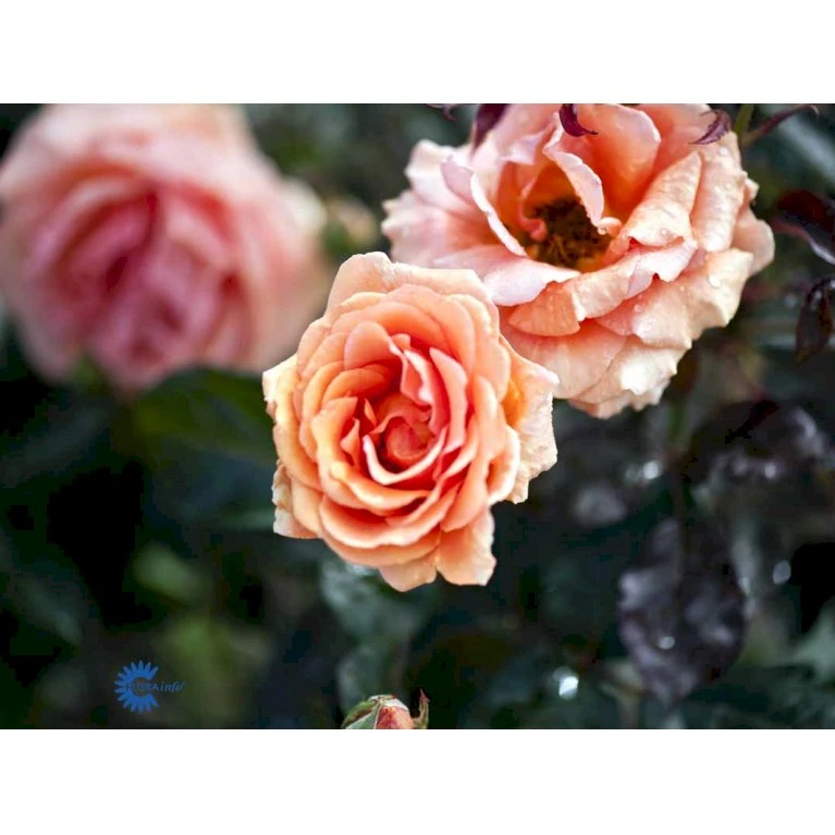 'Ashram'® Rosa X 'Ashram'® (Storblomstrende) A-Kvalitet,- Barrods Roser Min. 3 Grene 5 'Ashram'® Rosa X 'Ashram'® (Storblomstrende) A-Kvalitet,- Barrods Roser Min. 3 Grene - Billede 5