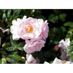 'Astrid Lindgren'™ Rosa X 'Astrid Lindgren'™ (Buketrose) A-Kvalitet,- Barrods Roser Min. 3 Grene -GrønGlæde Salgsbutik fi3908 rosa astrid lindgren poulluf n 1f79