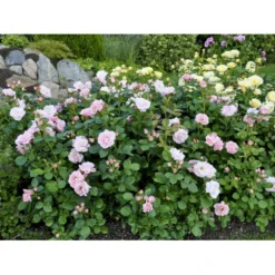 'Astrid Lindgren'™ Rosa X 'Astrid Lindgren'™ (Buketrose) A-Kvalitet,- Barrods Roser Min. 3 Grene -GrønGlæde Salgsbutik fi3908 rosa astrid lindgren poulluf n 5440