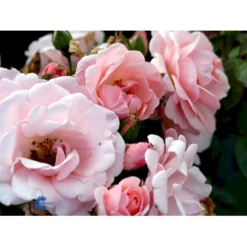 'Astrid Lindgren'™ Rosa X 'Astrid Lindgren'™ (Buketrose) A-Kvalitet,- Barrods Roser Min. 3 Grene -GrønGlæde Salgsbutik fi3908 rosa astrid lindgren poulluf n 652d