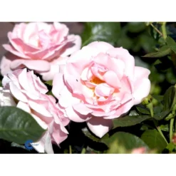 'Astrid Lindgren'™ Rosa X 'Astrid Lindgren'™ (Buketrose) A-Kvalitet,- Barrods Roser Min. 3 Grene -GrønGlæde Salgsbutik fi3908 rosa astrid lindgren poulluf n c0d9