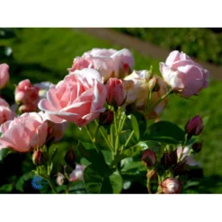 'Astrid Lindgren'™ Rosa X 'Astrid Lindgren'™ (Buketrose) A-Kvalitet,- Barrods Roser Min. 3 Grene -GrønGlæde Salgsbutik fi3908 rosa astrid lindgren poulluf n e0a4