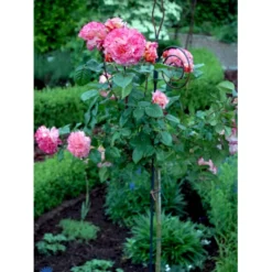 'Augusta Louise'® Rosa X 'Augusta Louise'® (Storblomstrende) A-Kvalitet,- Barrods Roser Min. 3 Grene -GrønGlæde Salgsbutik fi3913 rosa augusta luise 2637