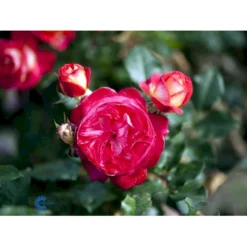 'Augusta Louise'® Rosa X 'Augusta Louise'® (Storblomstrende) A-Kvalitet,- Barrods Roser Min. 3 Grene -GrønGlæde Salgsbutik fi3913 rosa augusta luise 7b77