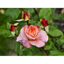 'Augusta Louise'® Rosa X 'Augusta Louise'® (Storblomstrende) A-Kvalitet,- Barrods Roser Min. 3 Grene -GrønGlæde Salgsbutik fi3913 rosa augusta luise ce36