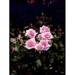 'Bangsbo'™ Rosa X 'Bangsbo'™ (Buketrose) A-Kvalitet,- Barrods Roser Min. 3 Grene -GrønGlæde Salgsbutik fi3930 rosa bangsbo poulrine n d3b2