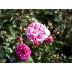 'Baronesse'® Rosa X 'Baronesse'® (Buketrose) A-Kvalitet,- Barrods Roser Min. 3 Grene -GrønGlæde Salgsbutik fi3935 rosa baronesse 9690