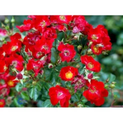 'Bassino'® Rosa X 'Bassino'® (Bunddækkerose) A-Kvalitet,- Barrods Roser Min. 3 Grene -GrønGlæde Salgsbutik fi3939 rosa bassino 4371
