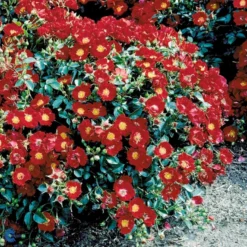 'Bassino'® Rosa X 'Bassino'® (Bunddækkerose) A-Kvalitet,- Barrods Roser Min. 3 Grene -GrønGlæde Salgsbutik fi3939 rosa bassino c464