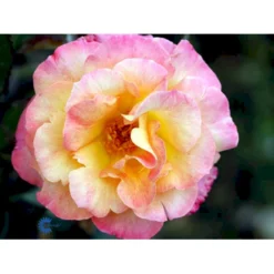 'Bellevue' Rosa X 'Bellevue' (Storblomstrende) A-Kvalitet,- Barrods Roser Min. 3 Grene -GrønGlæde Salgsbutik fi3948 rosa bellevue 4d3e