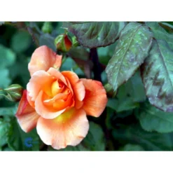 'Bellevue' Rosa X 'Bellevue' (Storblomstrende) A-Kvalitet,- Barrods Roser Min. 3 Grene -GrønGlæde Salgsbutik fi3948 rosa bellevue 4e4a