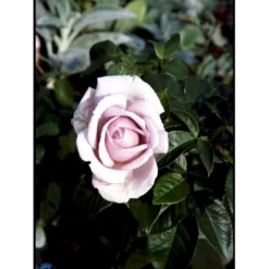 'Bering™ Renaissance'® Rosa X 'Bering™ Renaissance'® (Renaissancerose) A-Kvalitet,- Barrods Roser Min. 3 Grene -GrønGlæde Salgsbutik fi3951 rosa bering poulberin n 62ed