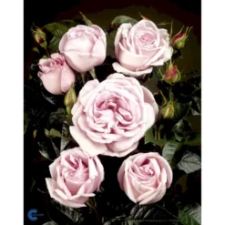 'Bering™ Renaissance'® Rosa X 'Bering™ Renaissance'® (Renaissancerose) A-Kvalitet,- Barrods Roser Min. 3 Grene -GrønGlæde Salgsbutik fi3951 rosa bering poulberin n 7d3c