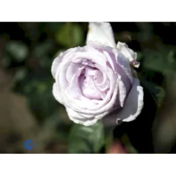 'Bering™ Renaissance'® Rosa X 'Bering™ Renaissance'® (Renaissancerose) A-Kvalitet,- Barrods Roser Min. 3 Grene -GrønGlæde Salgsbutik fi3951 rosa bering poulberin n d050