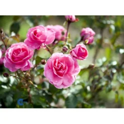'Berleburg'™ Rosa X 'Berleburg'™ (Buketrose) A-Kvalitet,- Barrods Roser Min. 3 Grene -GrønGlæde Salgsbutik fi3952 rosa berleburg poulbella n 5565